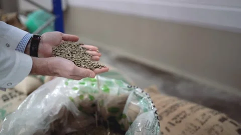 Closeup of hands holding fresh raw green coffee beans. Coffee falls out. Video stock 220684147