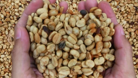 Closeup of hands holding fresh raw green coffee beans. Stock Footage 291322099