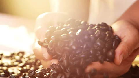 Closeup of hands holding fresh roasted coffee beans and falling on bag surface. Stock Footage 153250143