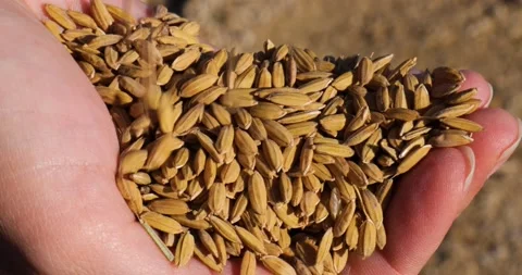 Closeup of hands holding rice grain. Industrial agriculture and farming Stock Footage 222987447