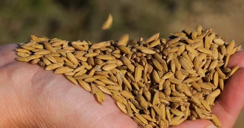 Closeup of hands holding rice grain. Industrial agriculture and farming Stock Footage 223345925