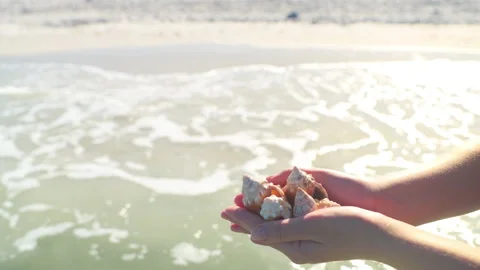 Closeup hands holding seashells fighting conch shells at Barefoot beach, Florida Vídeo Stock 209987170