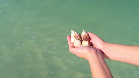 Closeup hands holding seashells fighting conch shells at Barefoot beach, Florida Stock Footage 209994579