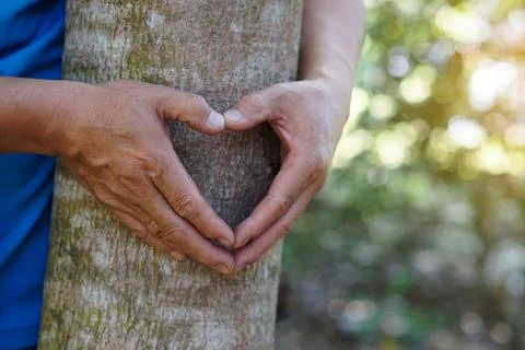 Closeup hands hug trunk of tree and make sign of heart shape Stock Photos