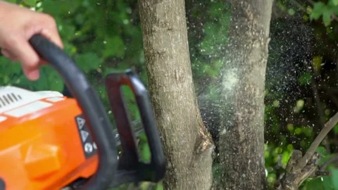 Closeup hands of a man cutting a dead olive tree with power saw or chainsaw at Stock-Footage 336570968
