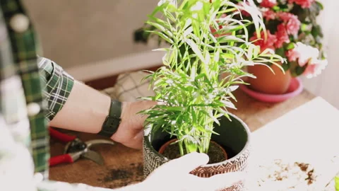 Closeup on hands of man while taking care of a Kentia plant (Kenzia) on woode Stock Footage 153271262