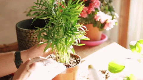 Closeup on hands of man while taking care of a Kentia plant (Kenzia) Stock Footage 153382466