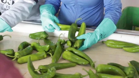 CloseUp of hands in pepper separation process in processing plant Stock Footage 130044315