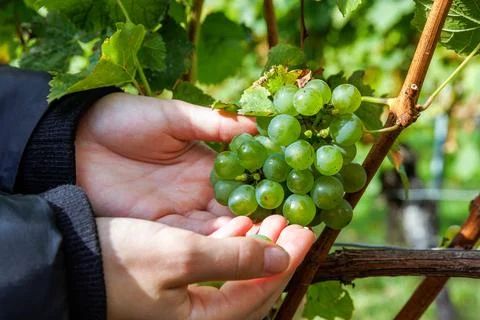 Closeup of hands picking and holding the harvested ripe green grapes from a.. Stock Photos