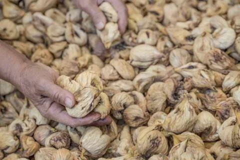 Closeup hands picking dried fig fruits Stock Photos