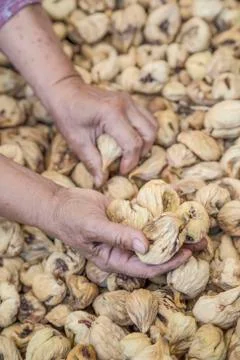 Closeup hands picking dried fig fruits Stock Photos