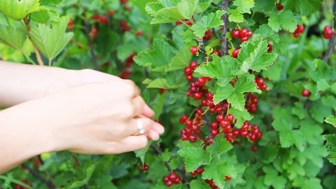 Closeup of hands picking red currants from bush in garden Stock Footage 111149455