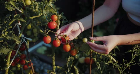Closeup of hands picking ripe cherry tomatoes from vine Stock Footage 313744477