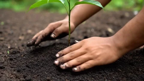 Closeup of Hands Planting a Small Tree Stock Footage 314805443
