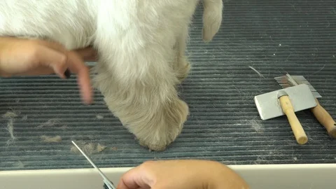 Closeup of hands with scissors cut dog paw hair in pet beauty salon. Handheld Stock Footage 115884567