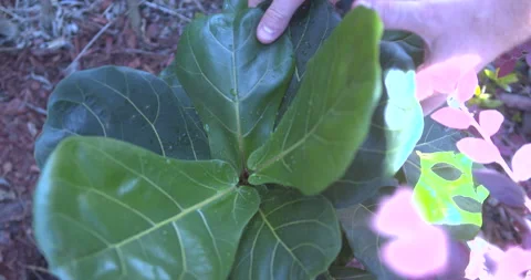 Closeup of Hands Touching a Shaded Fiddle Leaf Fig Plant in Garden Stock Footage 209599304