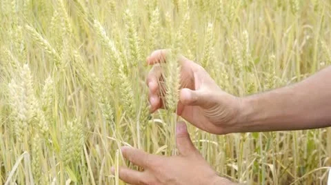 Closeup on hands touching wheat crop Stock Footage 14831876