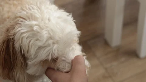 Closeup of hands trimming fluffy labradoodle fur with scissors, clean and s.. Stock Footage 319826066