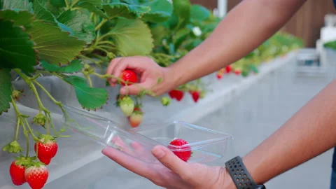 Closeup hands young man picking strawberry in farm at greenhouse, female ha.. Stock Footage 235539941