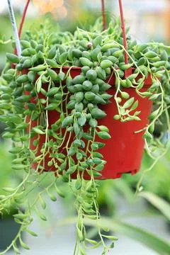Closeup of a hanging String of Beans succulent Stock Photos
