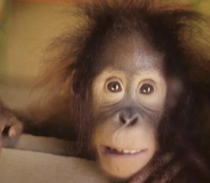 Closeup of happy Monkey Stock Photos