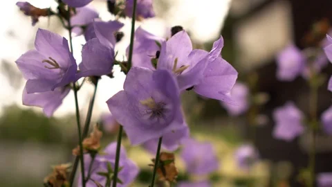 Closeup Of Harebells Blooming Stock Footage 114666068