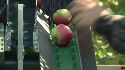 Closeup of harvesting apples Stock Footage 82658026