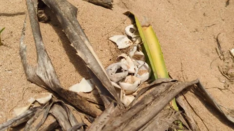 Closeup hatched turtle egg shells on beach after baby hatchling turtles left Stock Footage 313584134