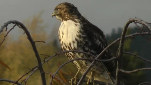 Closeup hawk intently looking Video stock 290793855