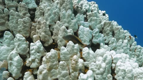 Closeup of Hawkfish over white bleached Porites coral reefs. Stock Footage 290790645