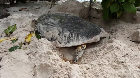 Closeup Hawksbill Nesting Turtle Camouflaging Nest Egg Chamber 4 Stock Footage 232237345