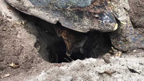 Closeup Hawksbill Nesting Turtle Digging Nest Egg Chamber 1 Stock Footage 232236504