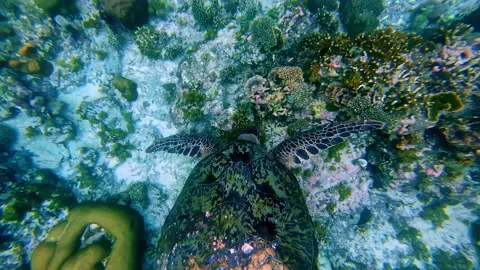 Closeup Of Hawksbill Sea Turtle With Distinct Patterned Shell And Flippers Stock Footage 307189310