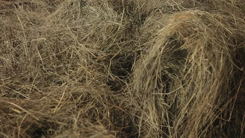 Closeup of hay in a barn Stock Footage 100948462
