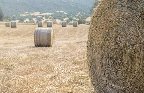 Closeup of a hay stack and a field of dry grass with hay bales in a distance Stock Photos