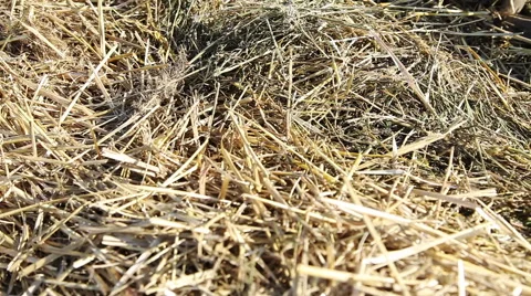 Closeup of haystack Stock Footage 41808283