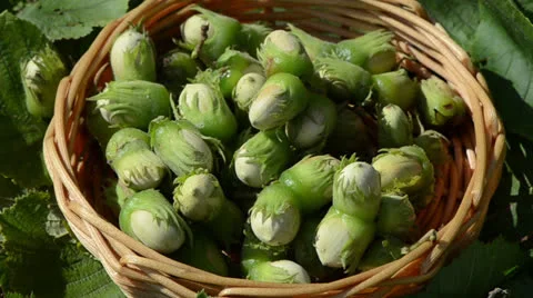 Closeup hazel nutwood nuts drop into wicker wooden dish Stock Footage 22864518