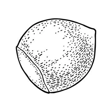 Closeup hazelnut in shell. Vector black engraving vintage illustration. Illustration