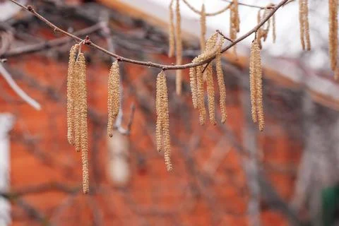 Closeup of hazelnut tree branches covered with yellow catkins growing in garden Stock Photos