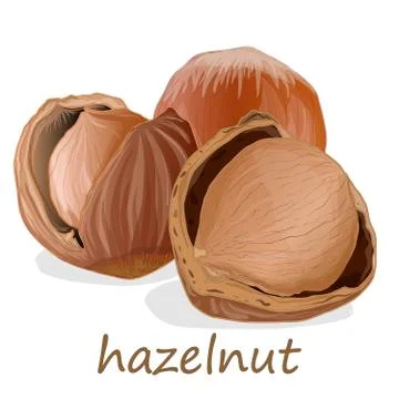 Closeup of hazelnuts, isolated on the white background. Stock Illustration