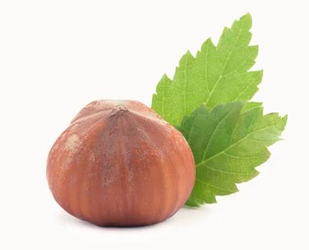 Closeup of hazelnuts, isolated on the white background Stock Photos