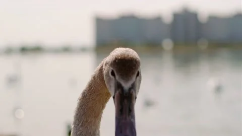 Closeup of the head and graceful neck of a beautiful sea swan. Stock Footage 142809032
