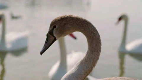 Closeup of the head and graceful neck of a beautiful sea swan. Stock Footage 142809498