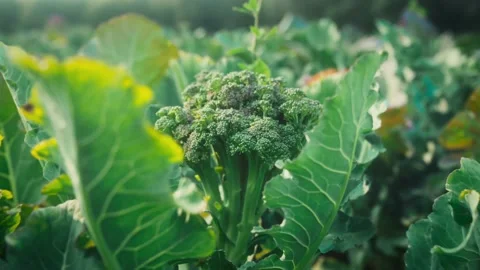 Closeup Of A Head Of Broccoli	 Stock Footage 231495025