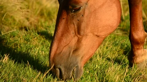Closeup of head of brown mare grazing on pasture in late summer Video stock 54255127