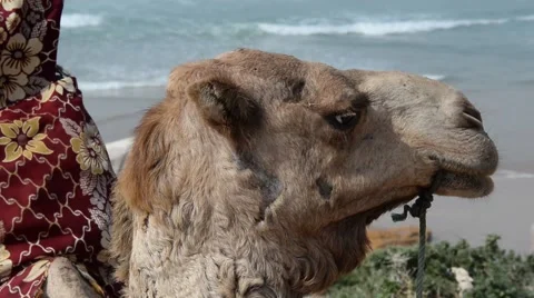 A closeup of the head of a camel that is sitting in Taghazout in Agadir Vidéo 44783710