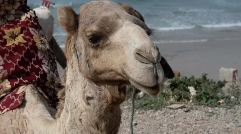 A closeup of the head of a camel that is sitting in Taghazout in Agadir Stock Footage 44783752
