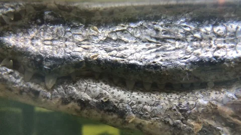 Closeup of a head crocodile. Stock Footage 99496393