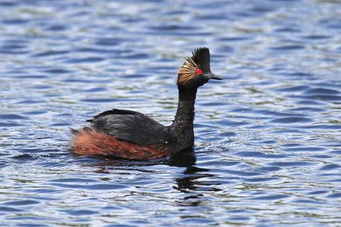 Closeup of the head of an eared grebe Stock Photos