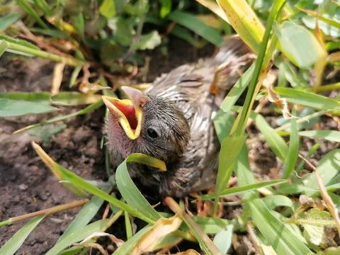 Closeup of the head, eye and open beak of a young sparrow bird in the grass Stock Photos